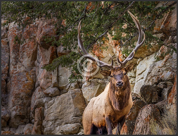 Bull Elk on Rocky Ridge