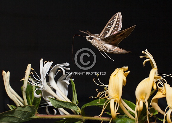 Sphingidae, Hawk moth