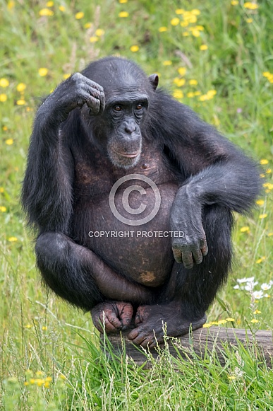 Western chimpanzee