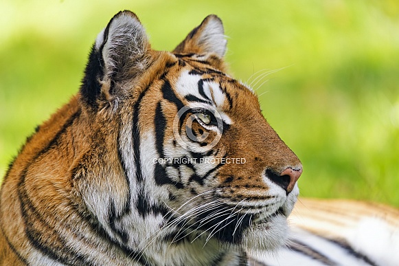Profile of a tiger