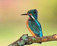 Female Common  Kingfisher