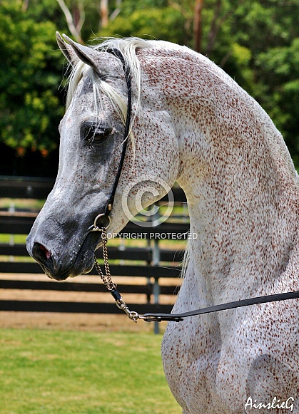 Arabian Stallion Head Portrait