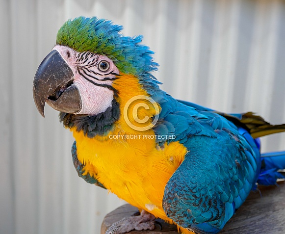 Blue and gold Macaw Portrait