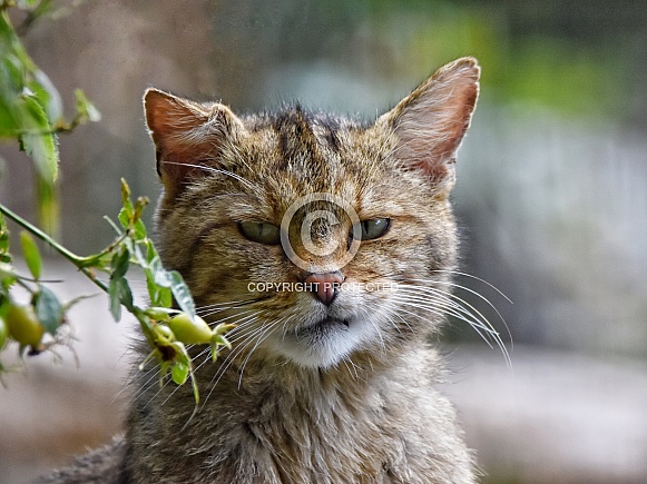 Grumpy wildcat