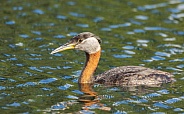 Red-necked Grebe Closeup in the Water