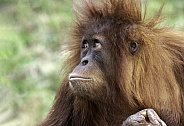Juvenile Sumatran Orangutan Close Up Looking Up