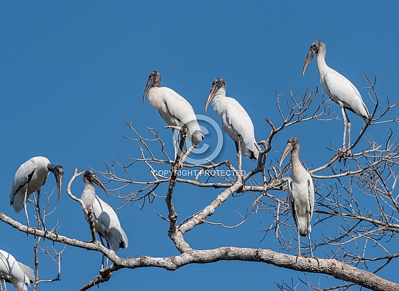 Wood Storks in a Tree