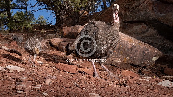 Wild Turkey, Meleagris gallopavo