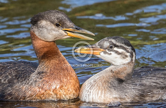 Red-necked Grebe with Chick in Alaska