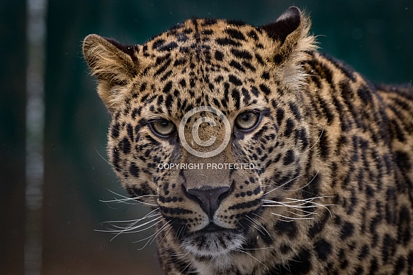 Young African Leopard (Panthera Pardus)