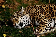 Jaguar Asleep