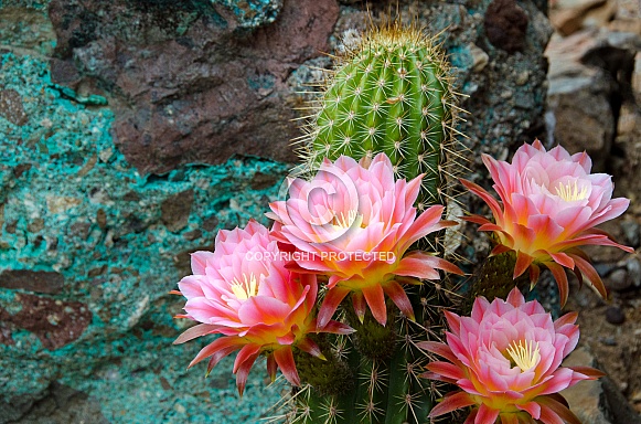 Torch Cactus with Chrysocolla
