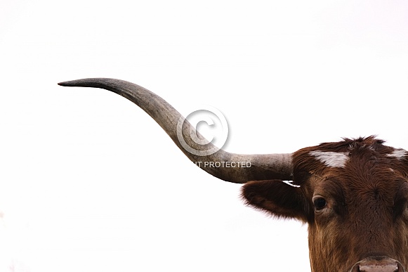 Texas longhorn cow on white background