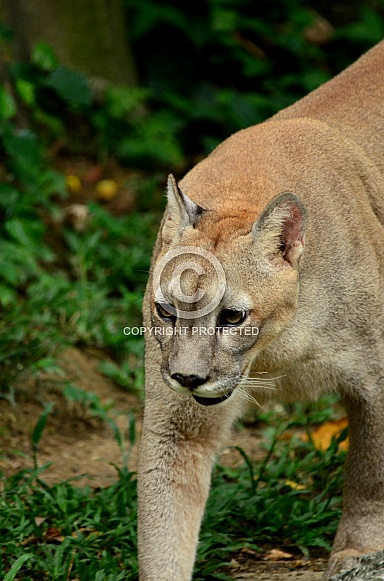 Cougar/ Moutain Lion/ Puma