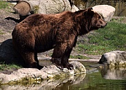 Male Kamtschatka Bear