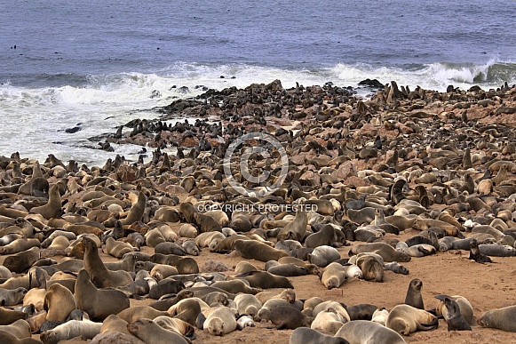 Cape Fur Seals - Cape Cross - Namibia
