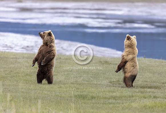 Two brown bears standing on their hind legs
