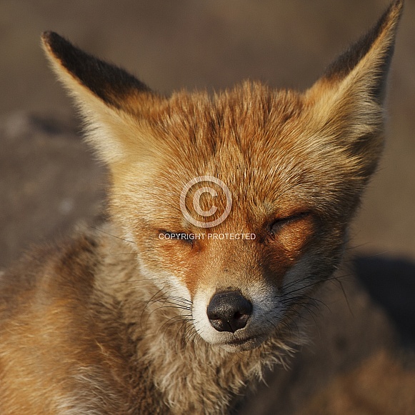 Closeup from a fox