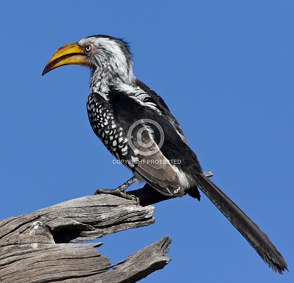 Yellowbilled Hornbill - Botswana