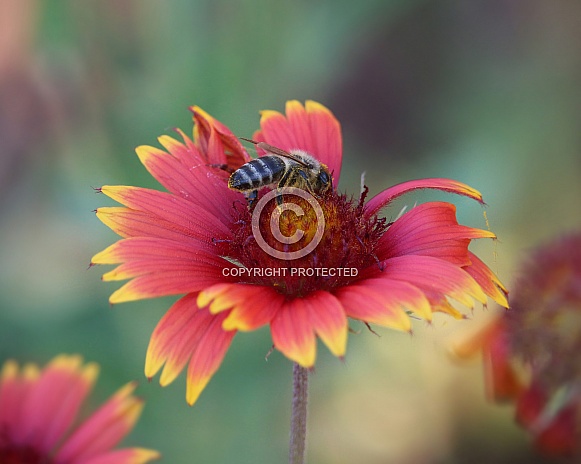 Honey Bee on Fireweel Flower