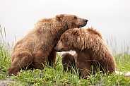 Two young brown bears
