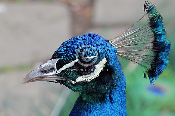 Male Peacock Close-Up