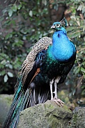 Indian peafowl (Pavo cristatus)