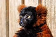Red lemur (Varecia variegata rubra)