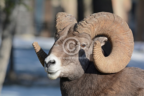 Big Horn Sheep, ram