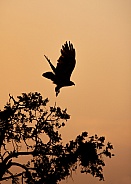 Silhouette of a hawk taking off