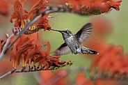 Hummingbird—Hummingbird In Red