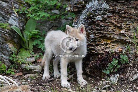 A White Wolf Puppy