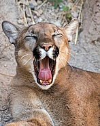 Mountain Lion Yawn