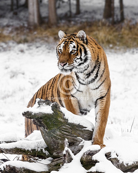 Siberian Tiger-Winter Tiger Perch