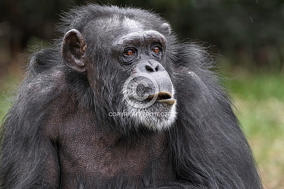 Chimpanzee Close Up Face Shot