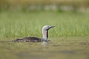 The red-throated loon