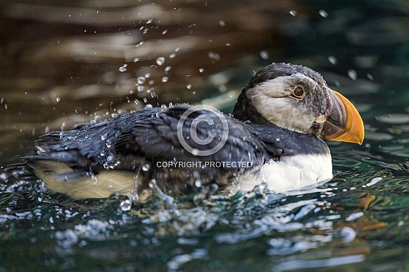 Puffin In Water