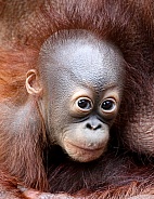 orangutans baby