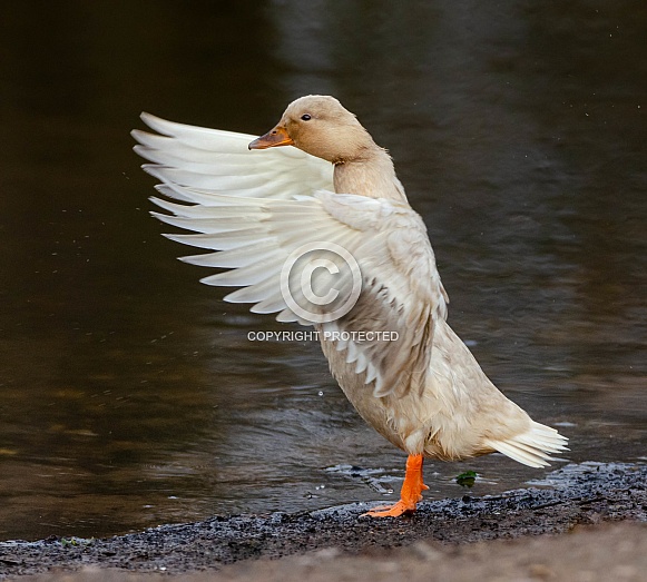 Flapping Duck