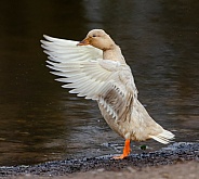 Flapping Duck
