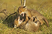 Young Foxes Playing