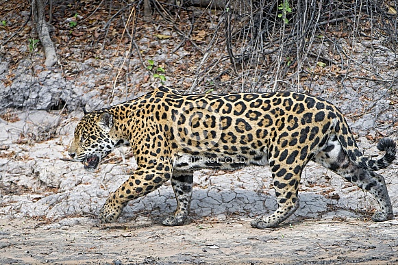 Jaguar in the Wild