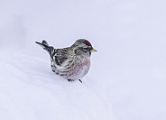 Common Male Redpoll on the Snow