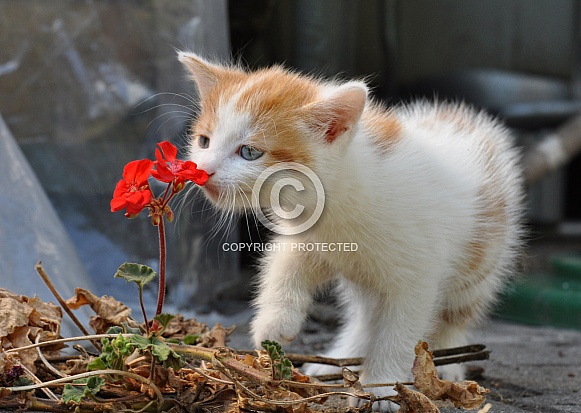 Kitten and the Flower