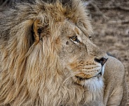 Male Lion Portrait