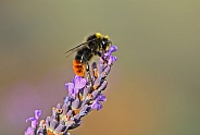 Buff tailed Bumblebee