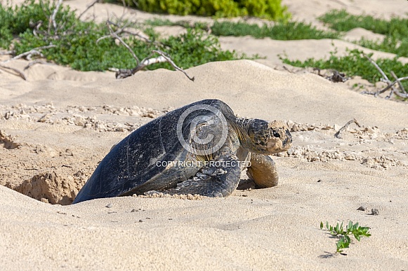 Pacific Green Turtle - Galapagos Islands