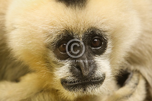 White-faced Gibbon