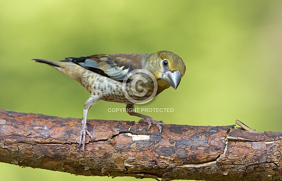The hawfinch male feeding