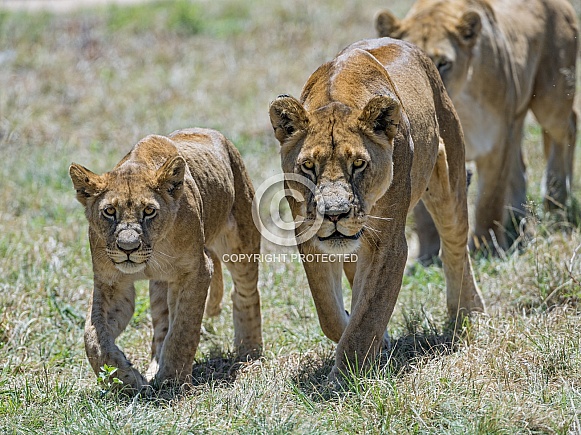Lioness and Young Lion